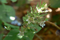 Haplanthodes tentaculatus